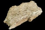 Fossil Hadrosaur Jaw Fragment - Montana #106869-1